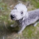 인생멍컷 이미지