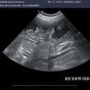 돌봄동물메디컬클리닉 이미지