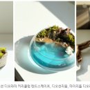 딜라잇모모