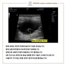 검암동물병원 이미지