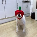 뽑고놀고 이미지