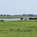 세렝게티 이미지