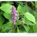 삼인동약수터앞 | 곡성 동악산 형제봉(성출봉, 750m) 산행기