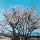 천연기념물제159호(제주 봉개동 왕벚나무 자생지) 이미지