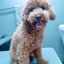 다정하개 이미지