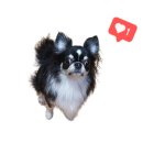 달고나 PC 이미지