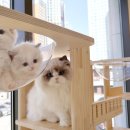 부산고양이분양제나캣 사상점 이미지