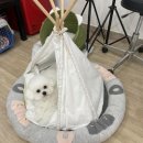 천사 펫하우스 이미지