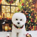 구미산동 애견미용 눈부시개 이미지