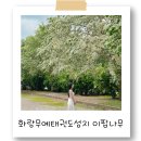 성지태권도 | 진천이팝나무 5월의 크리스마스가 찾아온 화랑무예태권도성지