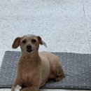 피카소 동물병원 미용 이미지