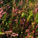 쪽 Persicaria tincroria H. Gross 이미지