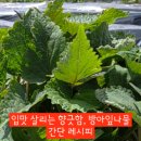 찌짐나라 이미지