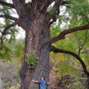 말하는 은행나무 이미지