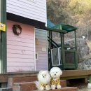 마운틴308 | 강원도 홍천 반려견 동반 펜션 “마운틴 308”