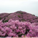 201차 정기산행 지리산바래봉산행안내 이미지