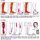 [근육]가자미근 [soleus muscle] 이미지