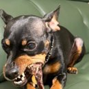 댕가댕가 이미지