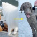 행복한 강아지 이미지