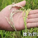 이삭 RPC 이미지