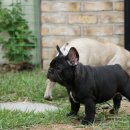 히포코코 이미지