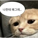 [덕계] 블라블라 미드&여행영어 | [미국 서부여행] 샌프란시스코 3일차(cafe de casa, 팰리스 오브 파인아트, 피어39, The codmother fish...