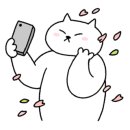 벌룬플라워 이미지