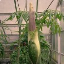 시체꽃(Corpse Flower) 이미지