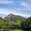 편백숲,쉼 이미지