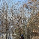 원주굽이길 원10코스 바람머리산길 이미지