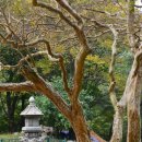 계룡산갑사황금산장 | 가을 정취 가득한 공주 여행지, 단풍 명소 갑사 추천