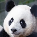하몽
