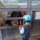 울산EDA승마장 이미지