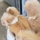 마시안 끝집