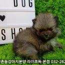 박촌강아지 이미지