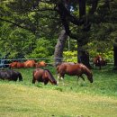 종화목장 이미지