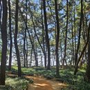 (주)리얼시큐 | 서천 장항맥문동 꽃 축제 송림산림욕장 아이와 가볼만한곳 생태 놀이터