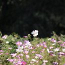 구 월 열흘 날 운세 이미지