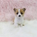 내 품안의 반려견 이미지