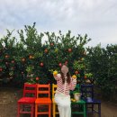 송정농장 | 제주송정농원 1만원으로 귤따기체험에 무료무한시식까지 내돈내산 후기