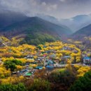 광양중동초등학교 | ​[2025 구례 산수유꽃축제] 개화시기·축제일정·주차정보 총정리