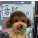 견공간샵 이미지