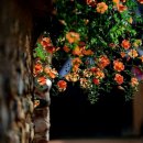 사이,담 이미지