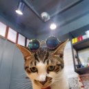 트로이메라이 연주회 이미지