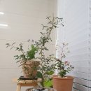 소코
