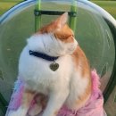 동명근린공원(축구장) | 서울 봄나들이 고양이 산책 집사일기-강동구 동명근린공원 축구장