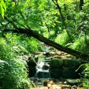 목상동 솔밭길 이미지