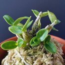 이미개 농장 이미지