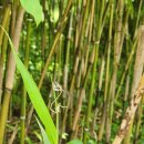 파랑새노래방 | 파랑새투어 후기 / 한여름 담양에서 전주까지 당일치기 버스여행