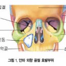 눈의 구조와 기능 이미지